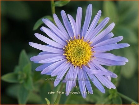 Aster frikartii &#039;Moench&#039; | Aster