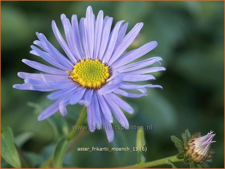 Aster frikartii &#039;Moench&#039; | Aster