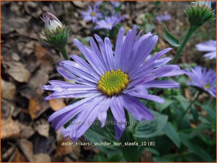 Aster frikartii &#039;Wunder von Staefa&#039; | Aster