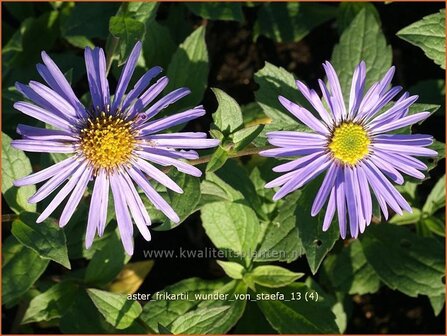 Aster frikartii &#039;Wunder von St&auml;fa&#039; | Aster | Frikarts Aster