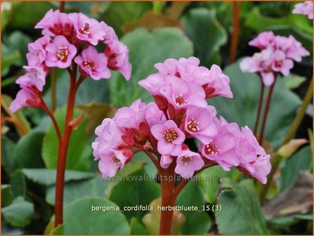 Bergenia cordifolia &#039;Herbstbl&uuml;te&#039; | Schoenlappersplant, Olifantsoor | Altai-Bergenie