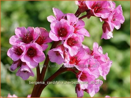 Bergenia cordifolia &#039;Herbstbl&uuml;te&#039; | Schoenlappersplant, Olifantsoor | Altai-Bergenie