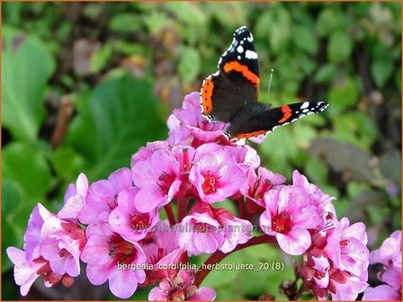 Bergenia cordifolia &#039;Herbstbl&uuml;te&#039; | Schoenlappersplant, Olifantsoor | Altai-Bergenie