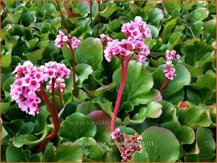 Bergenia cordifolia &#039;Herbstbl&uuml;te&#039; | Schoenlappersplant, Olifantsoor | Altai-Bergenie