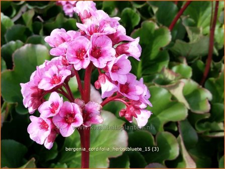 Bergenia cordifolia &#039;Herbstbl&uuml;te&#039; | Schoenlappersplant, Olifantsoor | Altai-Bergenieq