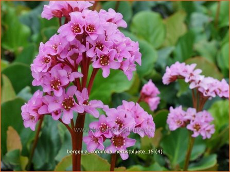 Bergenia cordifolia &#039;Herbstbl&uuml;te&#039; | Schoenlappersplant, Olifantsoor | Altai-Bergenie