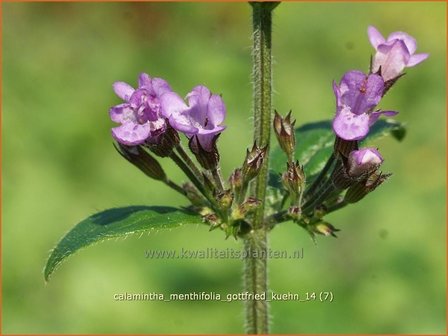 Calamintha menthifolia &#039;Gottfried Kuehn&#039; | Steentijm