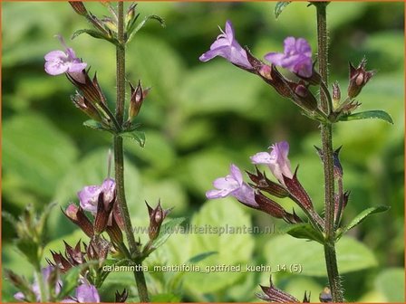 Calamintha menthifolia &#039;Gottfried Kuehn&#039; | Steentijm