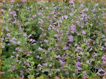 Calamintha nepeta &#039;Gottfried Kuehn&#039; | Bergsteentijm, Steentijm