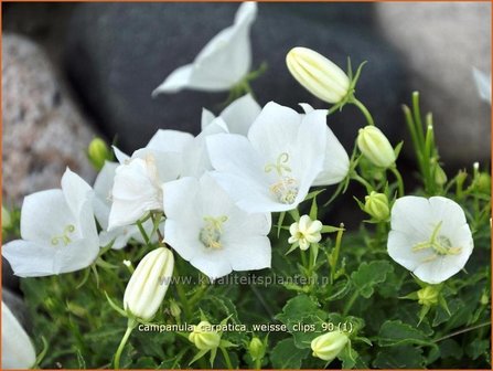 Campanula carpatica &#039;Wei&szlig;e Clips&#039; | Karpatenklokje, Klokjesbloem | Karpaten-Glockenblume