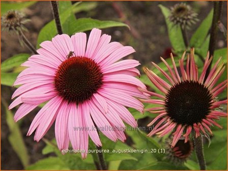 Echinacea purpurea &#039;Augustkoenigin&#039; | Zonnehoed