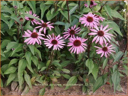 Echinacea purpurea &#039;Augustkoenigin&#039; | Zonnehoed