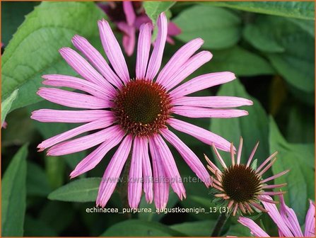 Echinacea purpurea &#039;Augustkoenigin&#039; | Zonnehoed