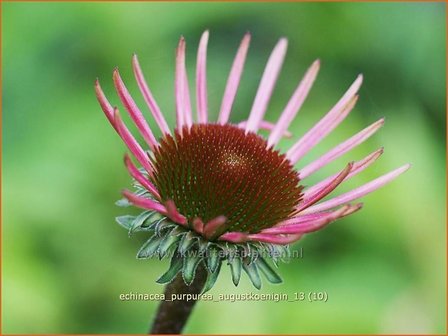 Echinacea purpurea &#039;Augustkoenigin&#039; | Zonnehoed