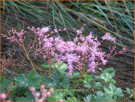 Filipendula palmata &#039;Goeteborg&#039; | Moerasspirea