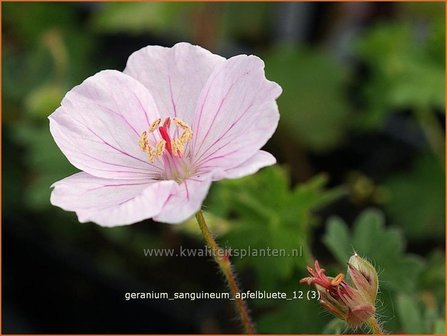 Geranium sanguineum &#039;Apfelbluete&#039; | Ooievaarsbek