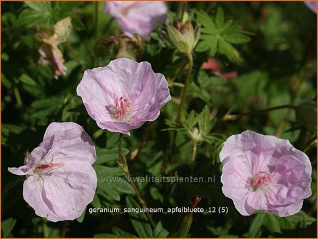 Geranium sanguineum &#039;Apfelbluete&#039; | Ooievaarsbek