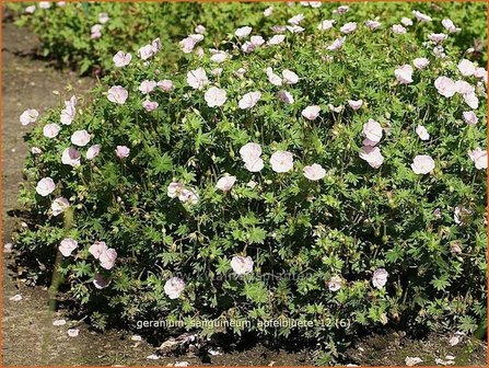 Geranium sanguineum &#039;Apfelbluete&#039; | Ooievaarsbek