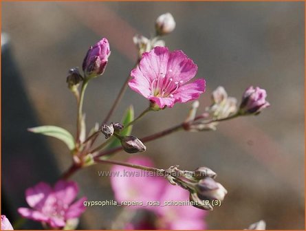 Gypsophila repens &#039;Rosa Schoenheit&#039; | Gipskruid