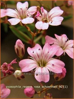 Gypsophila repens &#039;Rosa Schoenheit&#039; | Gipskruid