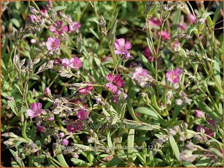 Gypsophila repens &#039;Rosa Schoenheit&#039; | Gipskruid