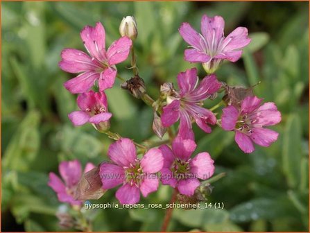 Gypsophila repens &#039;Rosa Schoenheit&#039; | Gipskruid