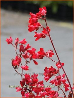 Heuchera sanguinea &#039;Leuchtkaefer&#039; | Purperklokje