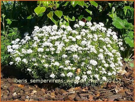 Iberis sempervirens &#039;Weisser Zwerg&#039; | Scheefbloem, Scheefkelk