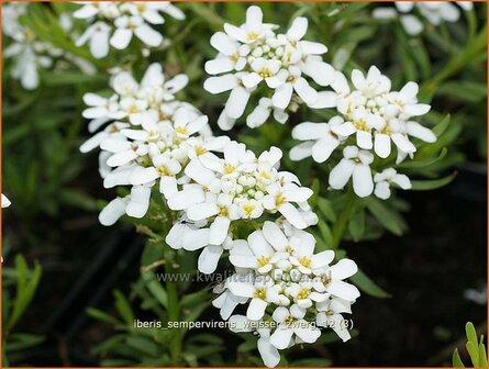 Iberis sempervirens &#039;Weisser Zwerg&#039; | Scheefbloem, Scheefkelk