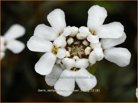 Iberis sempervirens &#039;Weisser Zwerg&#039; | Scheefbloem, Scheefkelk