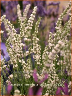 Lavandula intermedia &#039;Edelweiss&#039; | Lavandin, Lavendel