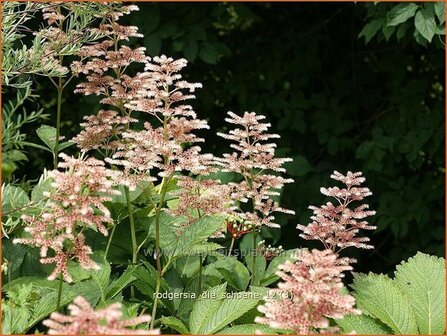 Rodgersia &#039;Die Schoene&#039; | Schout-bij-nacht, Kijkblad