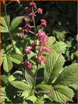 Rodgersia &#039;Die Schoene&#039; | Schout-bij-nacht, Kijkblad