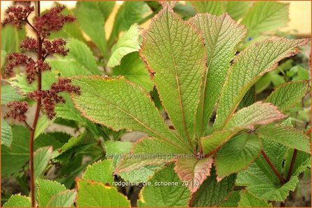 Rodgersia &#039;Die Schoene&#039; | Schout-bij-nacht, Kijkblad