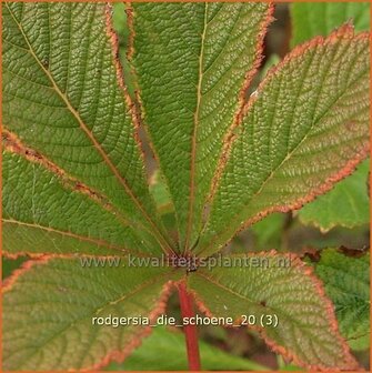 Rodgersia &#039;Die Schoene&#039; | Schout-bij-nacht, Kijkblad