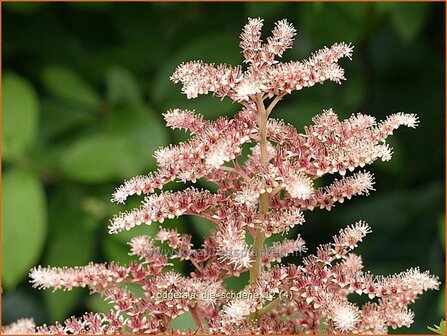 Rodgersia &#039;Die Schoene&#039; | Schout-bij-nacht, Kijkblad