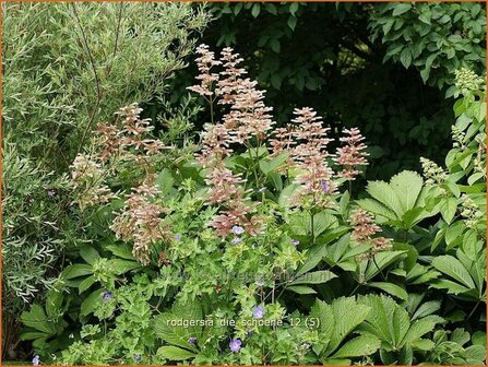 Rodgersia &#039;Die Schoene&#039; | Schout-bij-nacht, Kijkblad