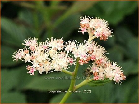 Rodgersia &#039;Die Schoene&#039; | Schout-bij-nacht, Kijkblad