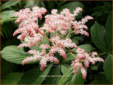 Rodgersia &#039;Saarbruecken&#039; | Schout-bij-nacht, Kijkblad