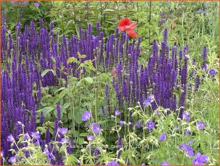 Salvia nemorosa &#039;Taenzerin&#039; | Salie, Salvia