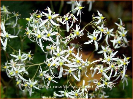 Saxifraga cortusifolia &#039;Maigruen&#039; | Steenbreek