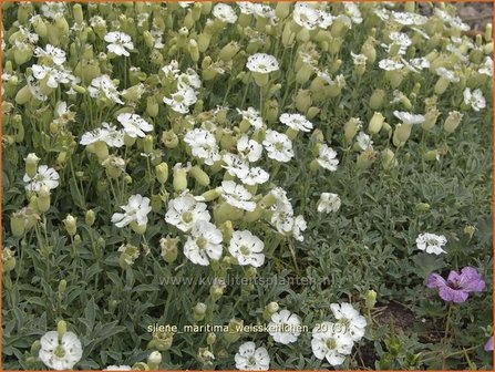 Silene maritima &#039;Weisskehlchen&#039; | Lijmkruid, Hemelroosje