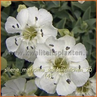 Silene maritima &#039;Weisskehlchen&#039; | Lijmkruid, Hemelroosje