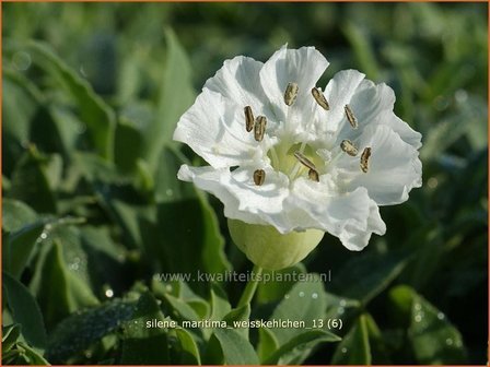 Silene maritima &#039;Weisskehlchen&#039; | Lijmkruid, Hemelroosje