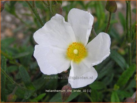 Helianthemum &#039;The Bride&#039; | Zonneroosje | Sonnenr&ouml;schen