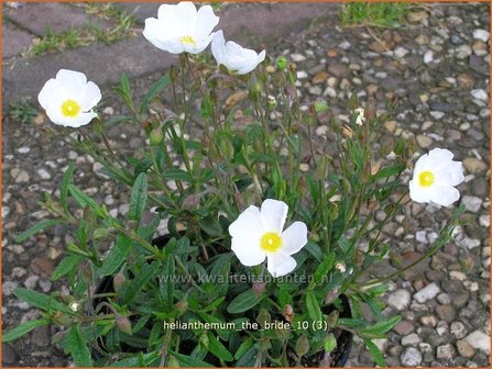 Helianthemum &#039;The Bride&#039; | Zonneroosje | Sonnenr&ouml;schen