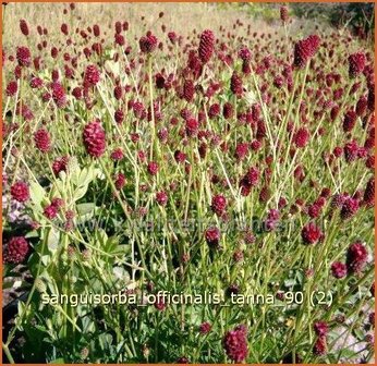 Sanguisorba officinalis &#039;Tanna&#039; | Pimpernel, Sorbenkruid