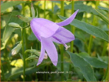 Adenophora &#039;Gaudi Violet&#039; | Bekerklokje, Vrouwenklokje | Becherglocke