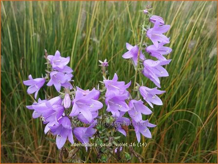 Adenophora &#039;Gaudi Violet&#039; | Bekerklokje, Vrouwenklokje | Becherglocke