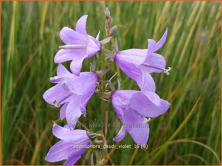 Adenophora &#039;Gaudi Violet&#039; | Bekerklokje, Vrouwenklokje | Becherglocke